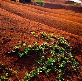 策略游戏《蚂蚁帝国》上架Steam 2024年发售